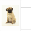 Pug Puppy by Anonymous