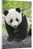 Baby Giant Panda by Anonymous