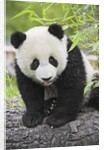 Baby Giant Panda by Anonymous