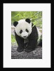 Baby Giant Panda by Anonymous