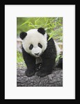 Baby Giant Panda by Anonymous