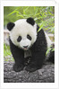 Baby Giant Panda by Anonymous