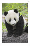 Baby Giant Panda by Anonymous