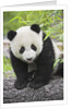 Baby Giant Panda by Anonymous