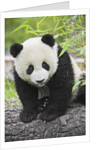 Baby Giant Panda by Anonymous