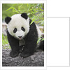 Baby Giant Panda by Anonymous