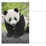 Baby Giant Panda by Anonymous
