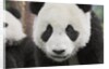 Baby Giant Pandas by Anonymous