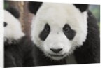 Baby Giant Pandas by Anonymous