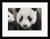 Baby Giant Pandas by Anonymous