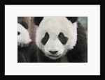 Baby Giant Pandas by Anonymous