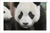 Baby Giant Pandas by Anonymous
