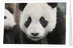 Baby Giant Pandas by Anonymous