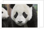 Baby Giant Pandas by Anonymous