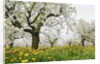 Cherry Trees and Dandelions in Bloom by Anonymous
