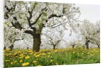 Cherry Trees and Dandelions in Bloom by Anonymous