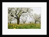 Cherry Trees and Dandelions in Bloom by Anonymous