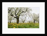 Cherry Trees and Dandelions in Bloom by Anonymous