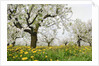 Cherry Trees and Dandelions in Bloom by Anonymous