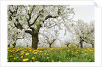 Cherry Trees and Dandelions in Bloom by Anonymous