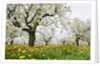 Cherry Trees and Dandelions in Bloom by Anonymous