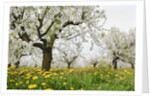 Cherry Trees and Dandelions in Bloom by Anonymous