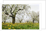 Cherry Trees and Dandelions in Bloom by Anonymous
