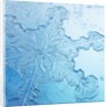 Close-Up of Snowflake by Anonymous