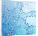 Close-Up of Snowflake by Anonymous