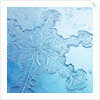 Close-Up of Snowflake by Anonymous