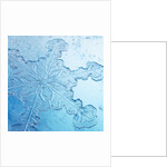 Close-Up of Snowflake by Anonymous
