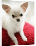 Chihuahua Sitting on Red Cushion by Anonymous