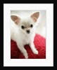 Chihuahua Sitting on Red Cushion by Anonymous