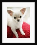 Chihuahua Sitting on Red Cushion by Anonymous