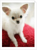 Chihuahua Sitting on Red Cushion by Anonymous