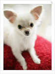 Chihuahua Sitting on Red Cushion by Anonymous