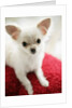 Chihuahua Sitting on Red Cushion by Anonymous