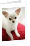 Chihuahua Sitting on Red Cushion by Anonymous