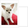 Chihuahua Sitting on Red Cushion by Anonymous