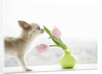 Chihuahua Smelling Flowers in Vase by Anonymous