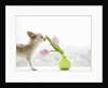 Chihuahua Smelling Flowers in Vase by Anonymous