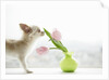 Chihuahua Smelling Flowers in Vase by Anonymous