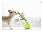 Chihuahua Smelling Flowers in Vase by Anonymous