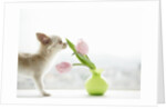 Chihuahua Smelling Flowers in Vase by Anonymous