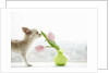 Chihuahua Smelling Flowers in Vase by Anonymous