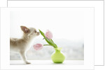 Chihuahua Smelling Flowers in Vase by Anonymous