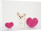 Chihuahua With Heart-shaped Cushions by Corbis