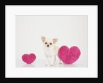 Chihuahua With Heart-shaped Cushions by Anonymous
