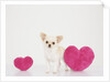 Chihuahua With Heart-shaped Cushions by Corbis