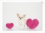 Chihuahua With Heart-shaped Cushions by Anonymous